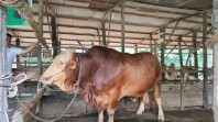 Stok Sapi Kurban di Pekanbaru Capai 3.514 Ekor, Tenayan Raya Terbanyak