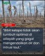 Dari Pesisir ke Hulu Krisis Iklim Menguji Ketahanan Ekonomi Rakyat dan Kelapa Inhil
