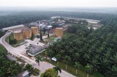 Sektor Perkebunan Indonesia Penopang Ekonomi Nasional