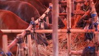 Dari Ritual Tahunan Menuju Ekosistem Ekonomi Kurban Nasional