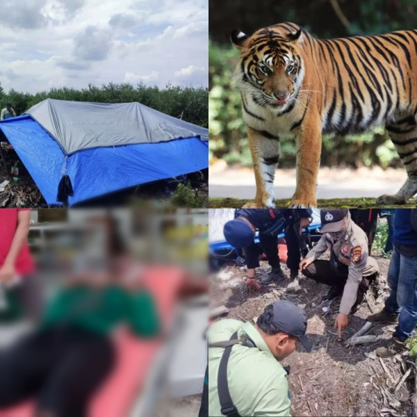 Serangan Harimau di PT Arara Abadi : BBKSDA Riau Evakuasi Area, Aktivis Desak Pertanggungjawaban