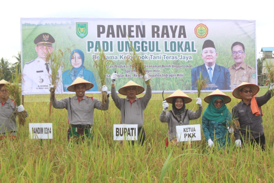 Dandim 0314/Inhil Bersama Pj Bupati Inhil Panen Raya Padi Unggul Lokal