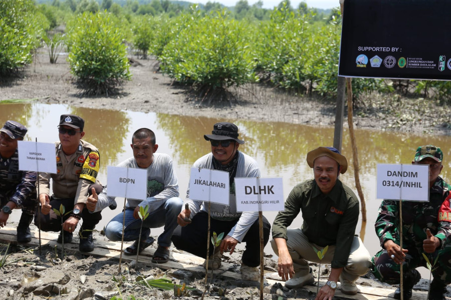 Lestarikan Mangrove, PNM, BDPN dan Unisi Tanam Ribuan Pohon