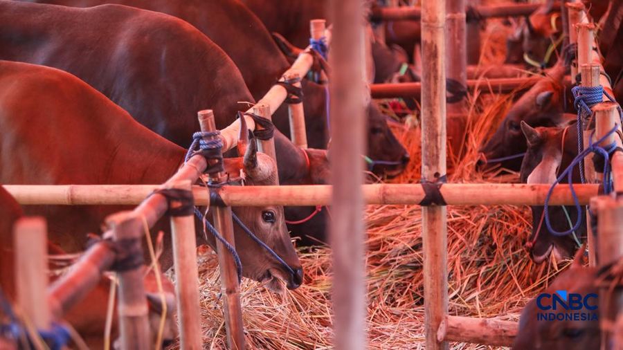 Dari Ritual Tahunan Menuju Ekosistem Ekonomi Kurban Nasional