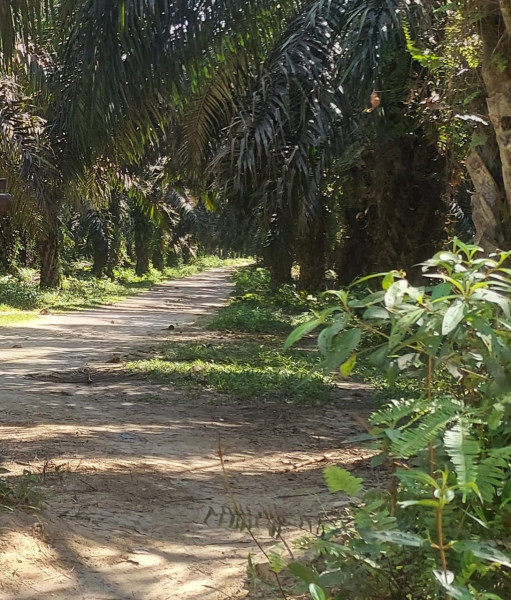 Mencekam, Penangkapan Paksa oleh Security PT NSR di Desa Segati